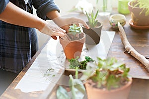 Putting her green thumbs to use. Cropped shot of a woman planting succulent plants into pots at a table.