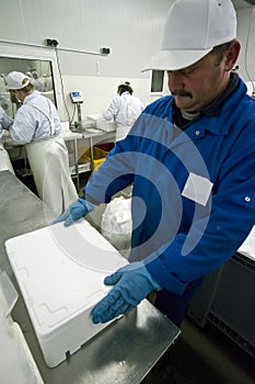 Putting ice on fish fillets