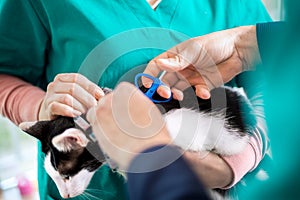 Putting microchip on cat in vet ambulant