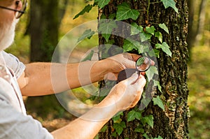 Putting under magnifying glass. Round magnifying lens held in male hands. Examining tree leaves with magnifying glass