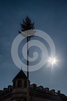 Putting up the maypoles - Slovak spring tradition