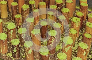 Putu bambu steamed in pipes photo