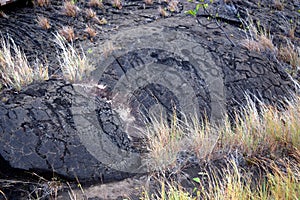 Puu Loa Petroglyphs on Chain of Craters Road