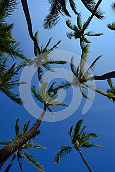 Puuhonua o Honaunau National Historical Park photo