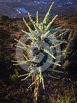 Puya Alpestris Flower, Chile.