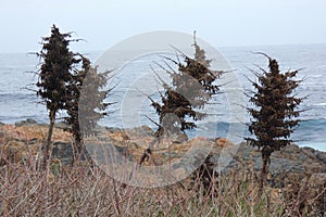 Puya Chilensis