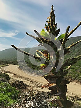 Puya chilensis, a plant with a rosette of long, filiform, dark green leaves