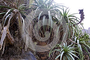 Puya densiflora    834702