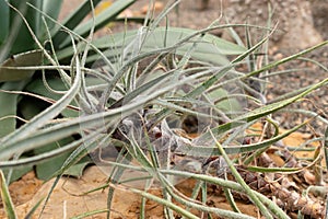 Puya Laxa plant in Zurich in Switzerland