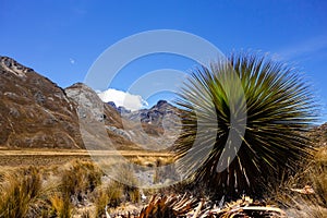 Puya raimondii / Bromeliaceae plants, at Huascaran National Park, peruvian andes.