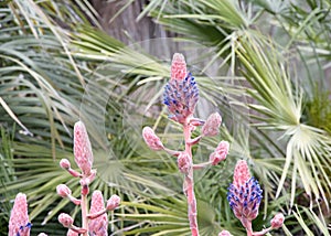 Puya venusta, a species of flowering plant in the family Bromeliaceae. Pink stems with purple blossoms photo