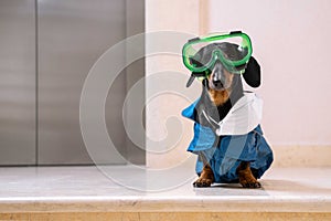 Puzzled dachshund dog sitting in front of an elevator in bio hazard protective suit with respirator mask.  Novel coronavirus -