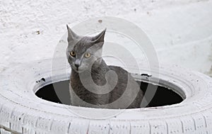 Puzzled Perch: Russian Blue on White Tire