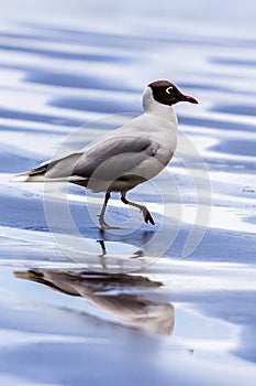 PuÃÂ±ihuil Natural Monument, Chiloe Island, Chile - Brown Hooded Gull Chroicocephalus Maculipennis photo