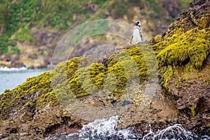 PuÃÂ±ihuil Natural Monument, Chiloe Island, Chile - Penguin in its Natural Habitat photo