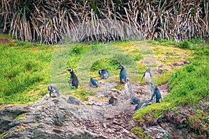 PuÃÂ±ihuil Natural Monument, Chiloe Island, Chile - Penguins in their Natural Habitat photo