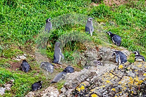 PuÃÂ±ihuil Natural Monument, Chiloe Island, Chile - Penguins in their Natural Habitat photo
