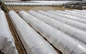 PVC greenhouses