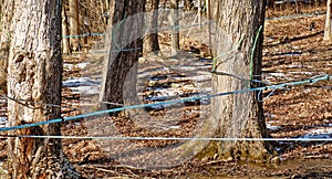 pvc tubing attached to Sugar Maple trees to transport sap to sugarhouse early Spring