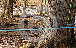 pvc tubing attached to Sugar Maple trees to transport sap to sugarhouse early Spring