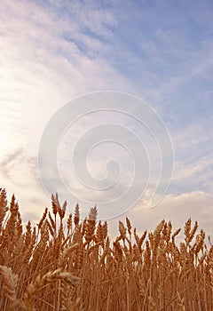 Wheat field low angle view