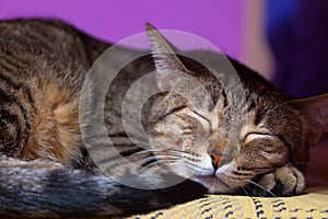 Sleeping tabby cat photo