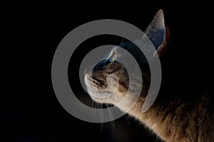 portrait of cat at night