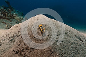 Pyama chromodorid in the Red Sea.