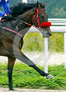 Pyatigorsk horse race