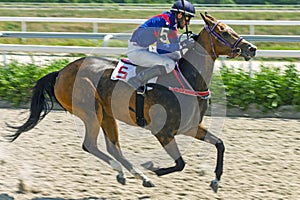 Horse race for the Oaks prize among akhal-teke horses