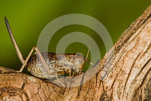 Pycnogaster inermi, a scrub cricket of the Bradyporidae family