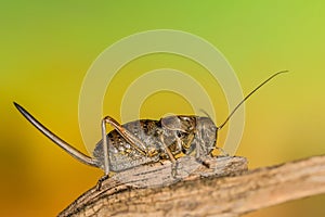 Pycnogaster inermi, a scrub cricket of the Bradyporidae family