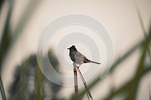 Pycnonotus cafer, red-vented bulbul bird