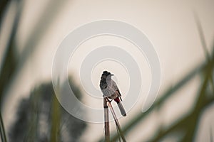 Pycnonotus cafer, red-vented bulbul bird