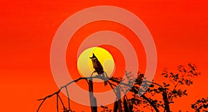 Pycnonotus jocosus silhouette at sunset