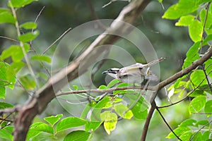 Pycnonotus sinensis hiding on a branch and fluttering its wings in courtship photo