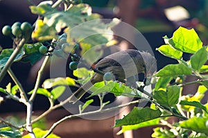 Pycnonotus striatusbul bul eats Turkey berry from bunch on a Turkey berry tree