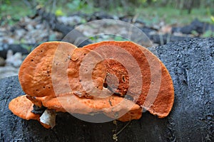 Pycnoporus cinnabarinus, also known as the cinnabar polypore photo