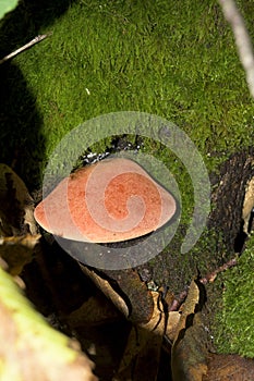 Pycnoporus cinnabarinus bright orange vermilion tinderbox in forest area on trunk with moss