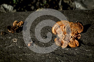 Pycnoporus cinnabarinus orange mushroom, growing on a dead tree trunk