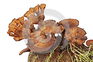 Pycnoporus sanguineus close up