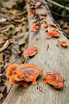 Pycnoporus sanguineus. Wild mushrooms.