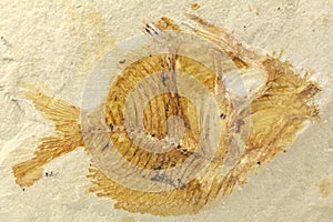 Pycnosteroides Laevispinosus