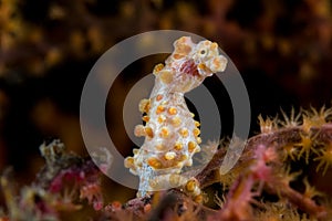 Pygmee seahorse Indonesia Sulawesi