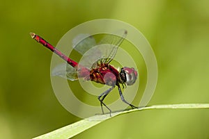 Pygmy Basker, Aethriamanta rezia