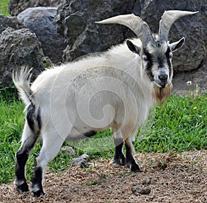 Pygmy Billy Goat