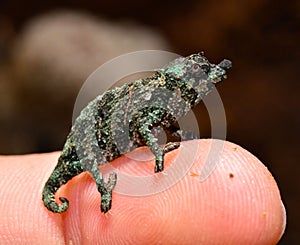 Pygmy Chameleon