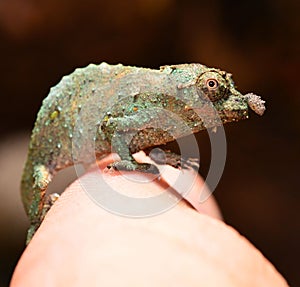 Pygmy Chameleon