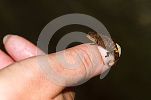 Pygmy chameleon on hand