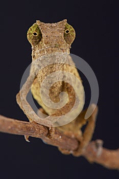 Pygmy chameleon / Rieppeleon brevicaudatus